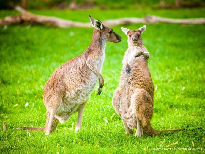 M先生成功獲批澳洲技術移民